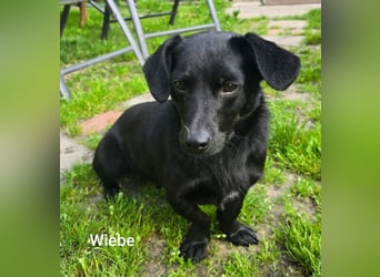 Wiebke, unser lächelndes Dackel-Mix Mädel...