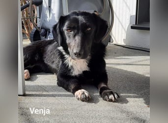 Venja – kl. Mädel mit faszinierender Entwicklung……..