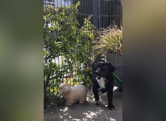 Venja - kleine Kragenbärin ohne Vertrauen