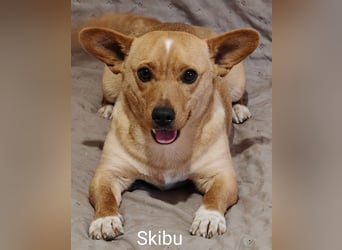 Skibu unser kleiner Gute-Laune-Typ