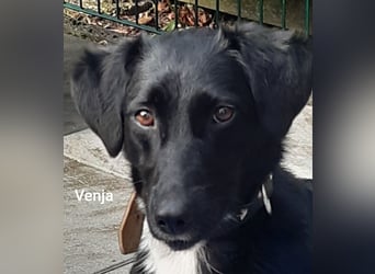 Venja – kl. Mädel mit faszinierender Entwicklung……..