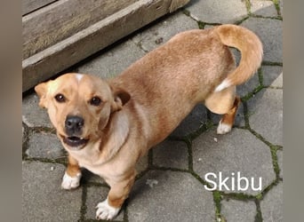 Skibu unser kleiner Gute-Laune-Typ