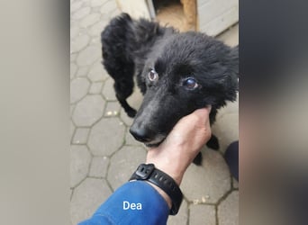 Unheilbar alt und voller Lebensfreude…….. kleine Dea träumt von einem kuscheligen Platz