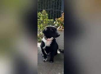 Venja - kleine Kragenbärin ohne Vertrauen