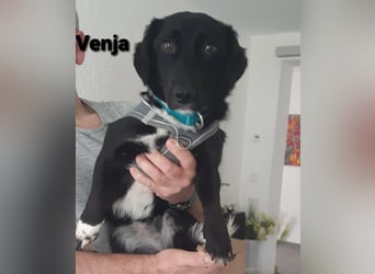 Venja braucht empathische Menschen, keine Hektiker