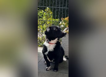 Venja – braucht emphatische Menschen