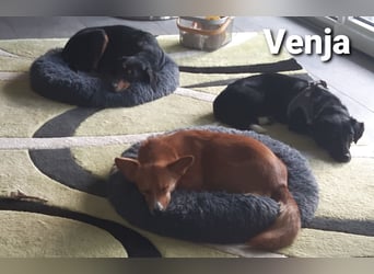 Venja – kl. Mädel mit faszinierender Entwicklung……..