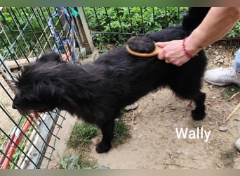 Wally, ein zauberhaftes Strubbel-Mädel…………….