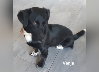 Venja – kl. Mädel mit faszinierender Entwicklung……..