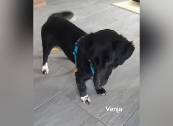 Venja - kleine Kragenbärin ohne Vertrauen