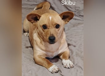 Skibu unser kleiner Gute-Laune-Typ