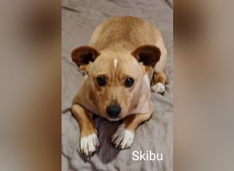 Skibu unser kleiner Gute-Laune-Typ