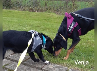 Venja braucht empathische Menschen, keine Hektiker