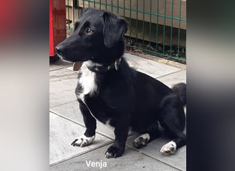 Venja – kl. Mädel mit faszinierender Entwicklung……..