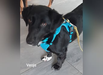 Venja - kleine Kragenbärin ohne Vertrauen