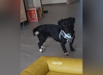 Venja braucht empathische Menschen, keine Hektiker