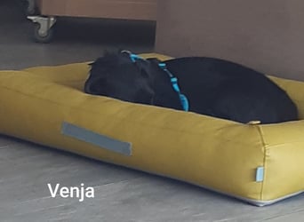 Venja – kl. Mädel mit faszinierender Entwicklung……..