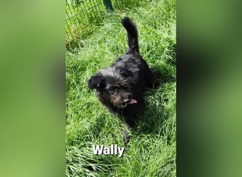 Wally, ein zauberhaftes Strubbel-Mädel…………….