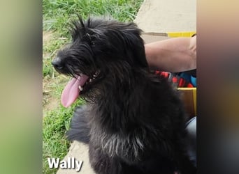 Wally, ein zauberhaftes Strubbel-Mädel…………….