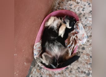 Daiana – treue Begleiterin mit der sanften Seele sucht ihr Glück