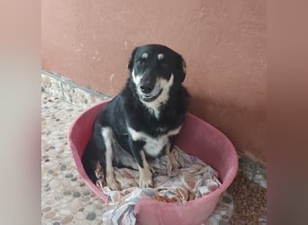 Daiana – treue Begleiterin mit der sanften Seele sucht ihr Glück