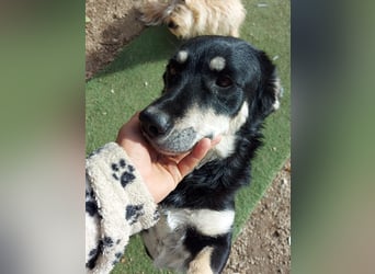 Daiana – treue Begleiterin mit der sanften Seele sucht ihr Glück