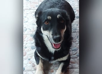 Daiana – treue Begleiterin mit der sanften Seele sucht ihr Glück