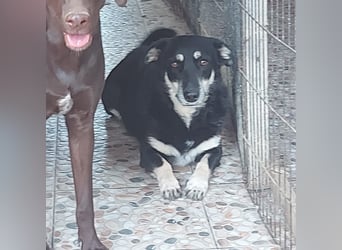 Daiana – treue Begleiterin mit der sanften Seele sucht ihr Glück