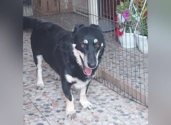 Daiana – treue Begleiterin mit der sanften Seele sucht ihr Glück