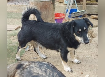 Daiana – treue Begleiterin mit der sanften Seele sucht ihr Glück