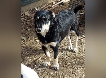 Daiana – treue Begleiterin mit der sanften Seele sucht ihr Glück