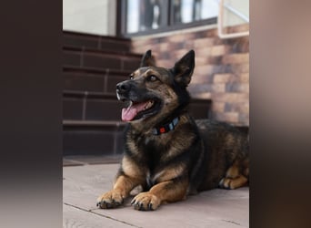 Soziale Eva sucht liebevolles Zuhause