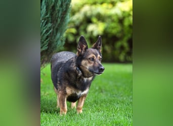 Soziale Eva sucht liebevolles Zuhause