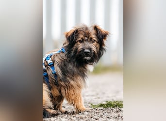 Sensibler Paul sucht sein Zuhause