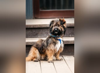 Sensibler Paul sucht sein Zuhause