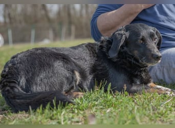 Karlo braucht erfahrene Menschen