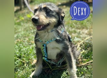 Dexy ein lieber gutmütiger Kerl