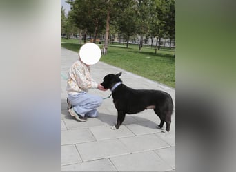 Glascha, eine kleine Fellnase auf der Suche nach Vertrauen