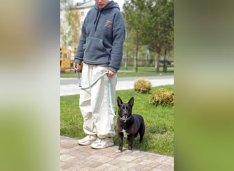 Glascha, eine kleine Fellnase auf der Suche nach Vertrauen