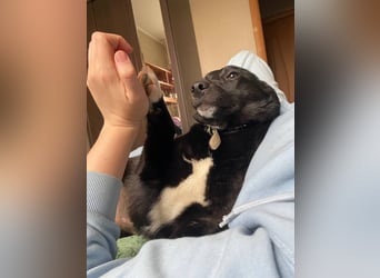 Glascha, eine kleine Fellnase auf der Suche nach Vertrauen