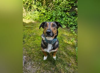 Zauberhafte Henriette wartet auf ihrer Pflegestelle in 07607
