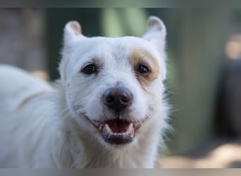 Milou