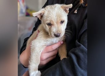 Penny ist eine kleine Herzensbrecherin