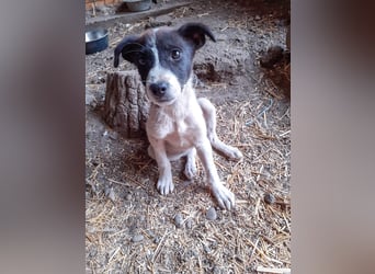 31W ist ein zartes Hundekind