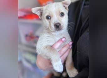 Penny ist eine kleine Herzensbrecherin