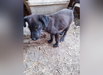 32W ist eine bezaubernde kleine Maus