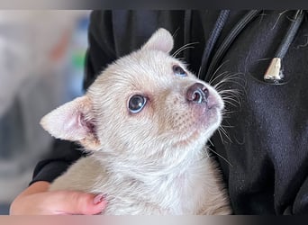 Penny ist eine kleine Herzensbrecherin