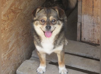 Grizzly - der kleine Teddy