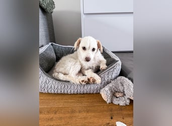Blanca ist eine kleine Kuschelmaus zum Verlieben