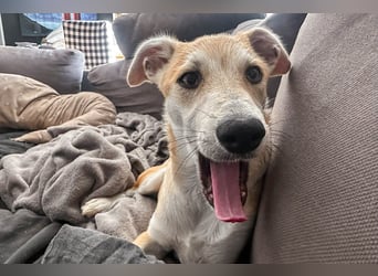 Maverick ist ein Kuschelbär